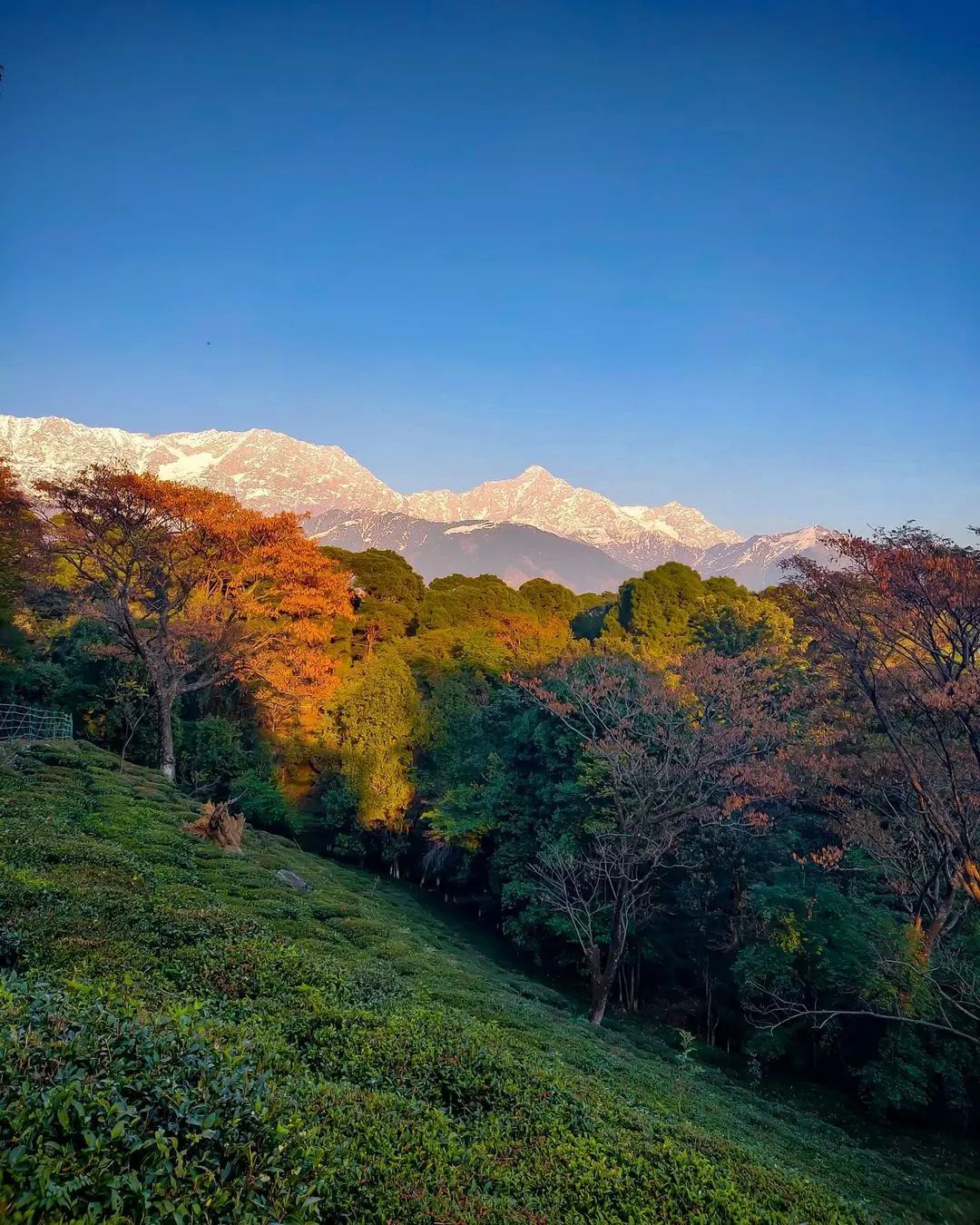 Dharamshala Tourism –  A Blend of Spirituality and Scenic Beauty