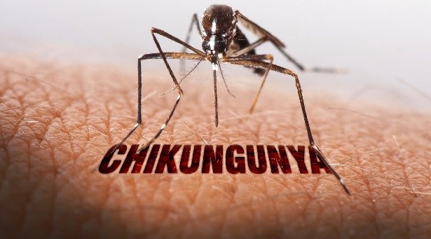 Chikungunya: Beating the Bite