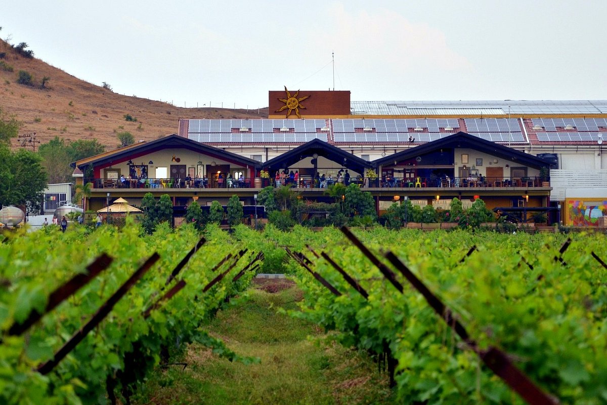 Discover India’s Top 5 Vineyard Destinations for Wine Lovers